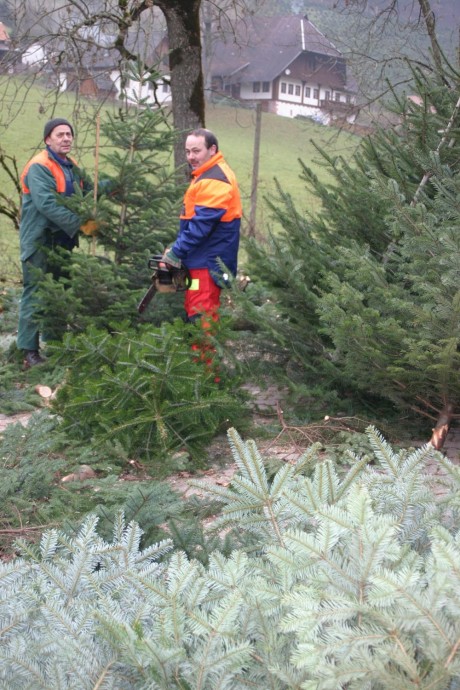 Christbäume für den Weihnachtsmarkt Christbäume für den Weihnachtsmarkt